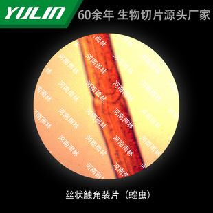 Silk-shaped Corner-bounding Tablets (screte Insects) University Medical Academy School Tissue Disease Marble Wax Slide Specimen Microscope