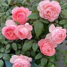 ������h���¼���󻨝����ɫͥԺ�̨�����ļ��_��Ǥ��õ�廨��