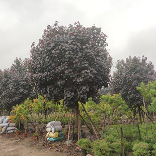 2302���ع��� ȫ�� �t�~�S�� ���~�S� 12-18cm�خa�ǱP ���~��ľ