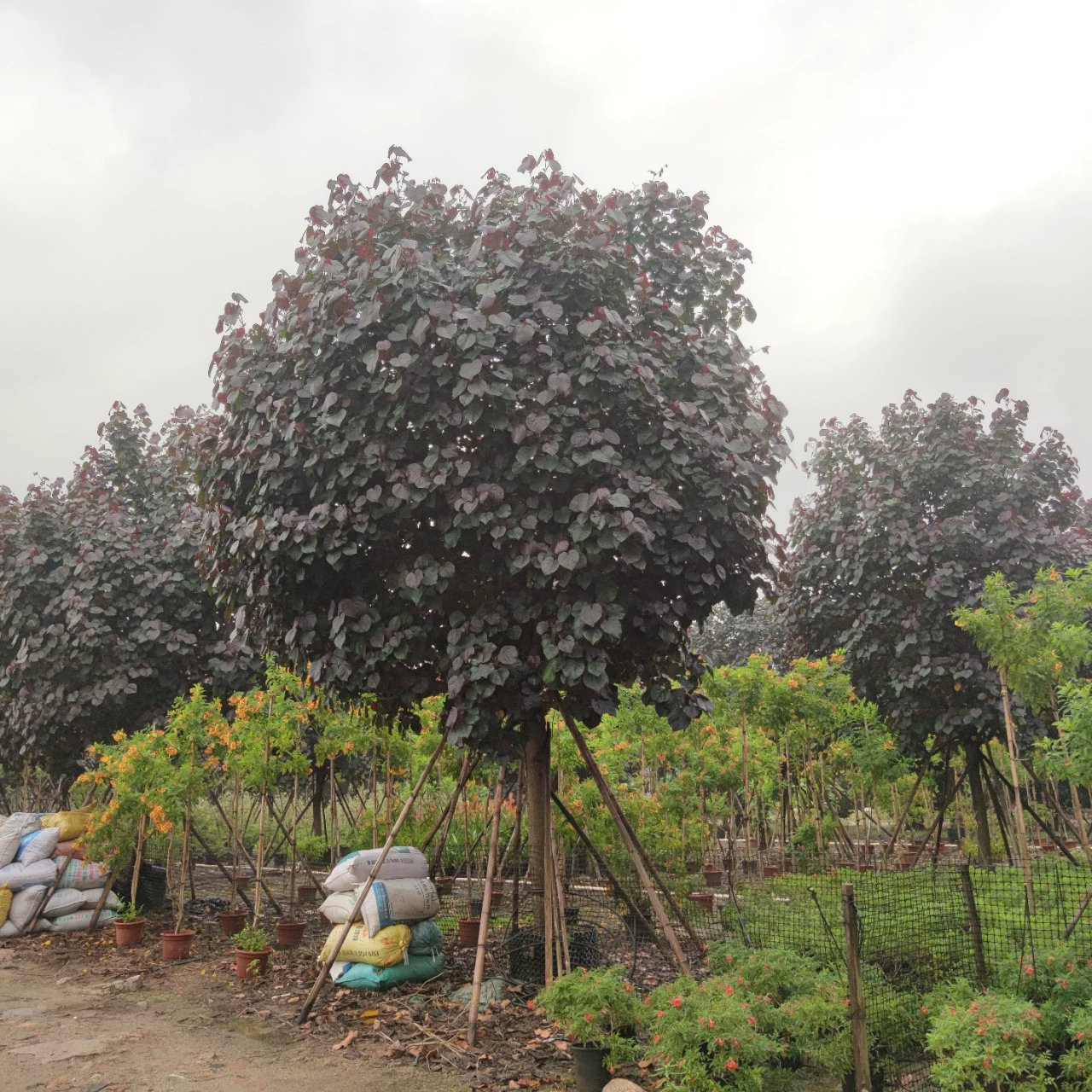 2302 база поставляет полный коронованный красный лист, желтый гибискус, фиолетовый лист, Huang Jin 12-18cm Недвижимость, цветное дерево