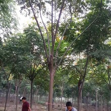 �@�־G����ľ�������l������ �����8-30���ִ���Sɽ���