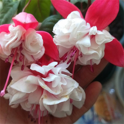 Los pétalos dobles cuelgan boca abajo, las plántulas de la campana dorada, las linternas, las plantas en macetas, las plantas verdes de interior, los balcones, las flores florecen en todas las estaciones, las flores continúan floreciendo