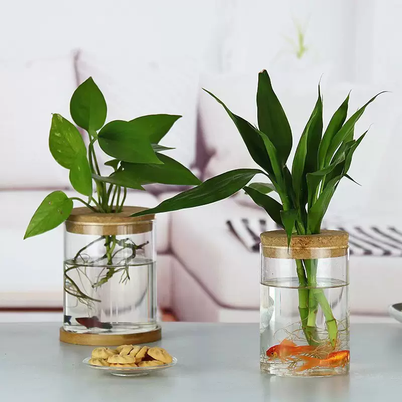 水培植物生态瓶高硼硅玻璃花瓶水养微景观水培摆件植物瓶生态瓶