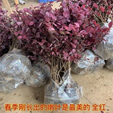 红花继木苗四季红叶植物室外别墅庭院篱笆绿化工程小苗红檵木球桩