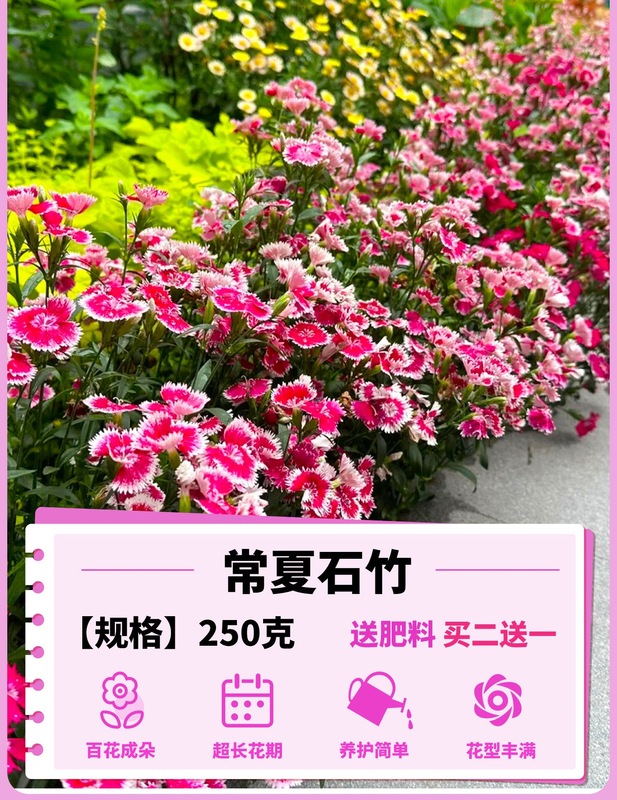 ヨーロピアンコスモスの花の種子は耐寒性の低生のカラフルなコスモスの花の種子で、ベランダ、中庭、屋内外で四季を通じて播種して開花させることができます。|undefined