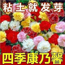康乃馨花籽四季花卉观花植物易活室内外盆栽开花不断耐寒花种籽子