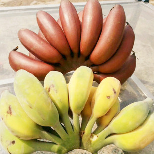 ���p���M�ϡ��������������t�㽶+�O�����M�����rˮ��5��һ�����l