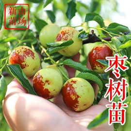 园林果树;乔木;灌木