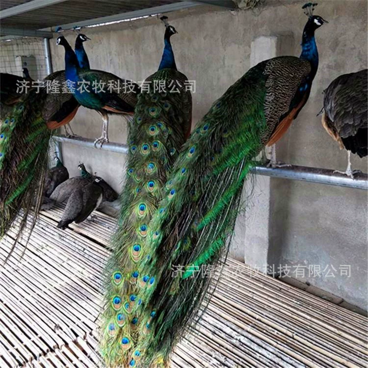 Сколько стоит взрослый декоративный павлин