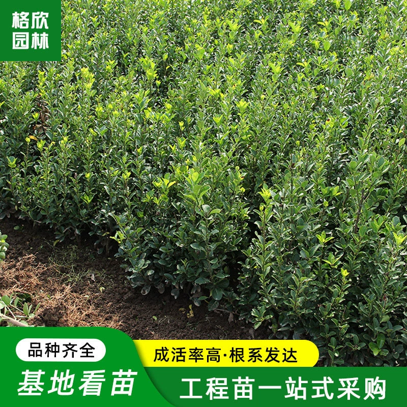 Populus japonicus Cup Рассада Оптовая Проект Озеленение Деревья Улица Морозостойкие Хедж-Кустарник Моделирование Бонсай Холли Populus