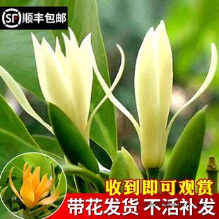 兰花盆栽黄角兰花苞四季鲜花室内带玉兰花树苗黄果白开花花卉植隆-阿里巴巴