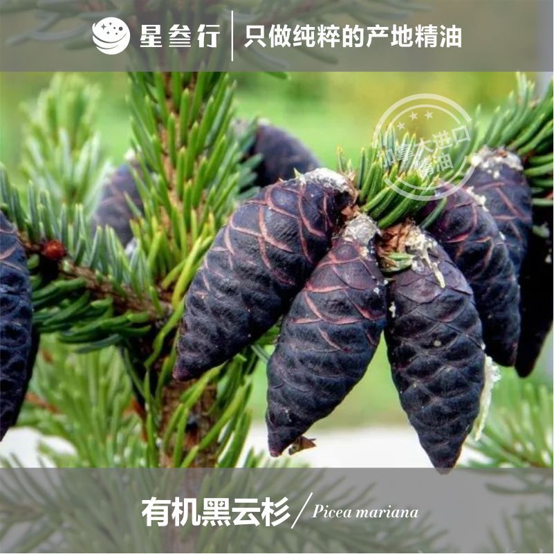 有机黑云杉精油 加拿大产地 芳疗按摩香薰精油植物精油原料批发