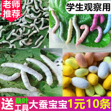 �W���B�Q���b���w�߲�ɫ��z�Q�����b���Q������r��ɣ�~