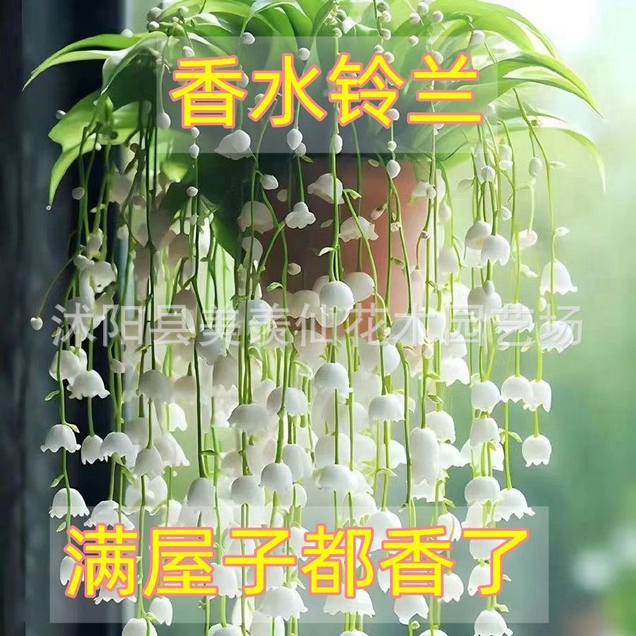 花卉种子 耐冻易活植物进口耐寒种子四季开花绿植铃兰花种子