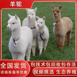 特种兽畜;其他养殖动物;鲜/活畜类