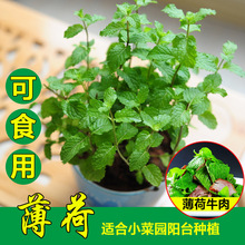 薄荷种子食用留兰香薄荷柠檬薄荷猫薄荷美国薄荷香草籽室内外阳台