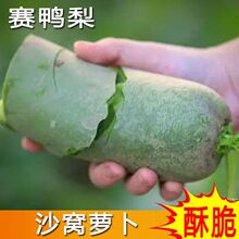 天津正宗沙窝萝卜种子里外青水果型赛鸭梨露地棚栽四季播蔬菜种籽