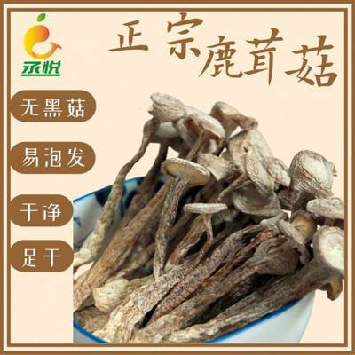 Super Antler dried food wholesale Pilose antler bacteria fresh Yunnan Orthodox school Antler mushrooms edible Mushroom