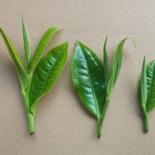 滇红等级茶附茶功夫茶样品装品鉴凤庆滇红原产地工厂直发70年老厂