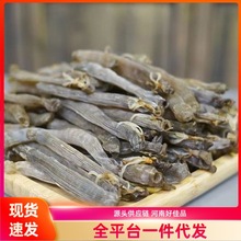 沙虫干野生沙虫干黑沙虫干货煲汤煮粥提鲜滋补海鲜干货海肠子代发