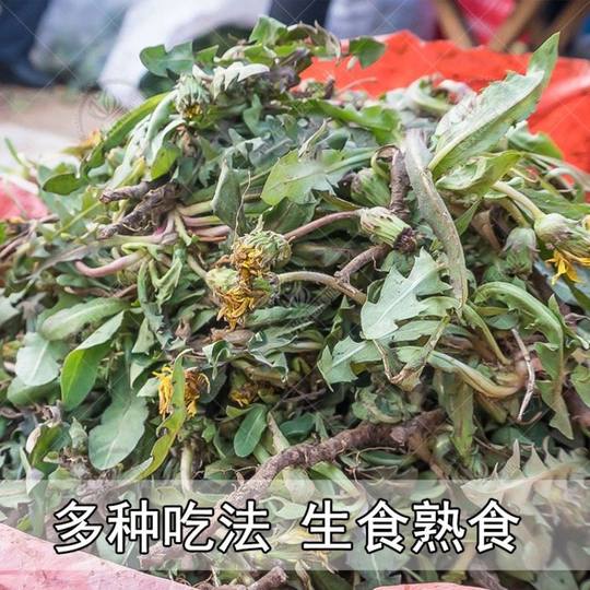 Seeds of Wild Dandelion Seeds for Planting Mother-In-Law Dingpu Gongying Four-Season Potted Edible Vegetables and Wild Vegetable Seedlings