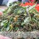 Seeds of Wild Dandelion Seeds for Planting Mother-In-Law Dingpu Gongying Four-Season Potted Edible Vegetables and Wild Vegetable Seedlings
