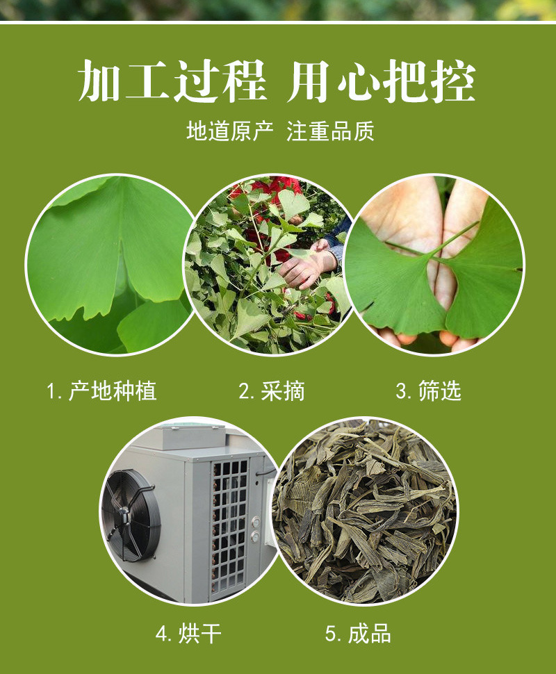 Ginkgo Leaf (Ginkgo biloba) — Dried Food-Herb Leaf for Herbal Tea, 500g Bulk preparation