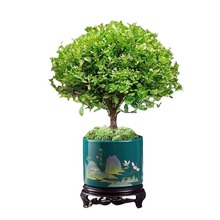 小叶赤楠盆景金丝楠木老桩盆栽苗办公室内花卉桌面小绿植四季好养