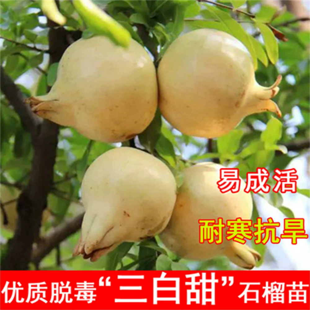 Саженцы граната, привитые мягкими семенами Dahongpao, саженцы граната