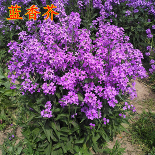 �{��滨���㻨���׻��ļ��������Ի��N�����⾰�^�������N����