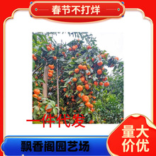 ���lɳ�ǽۘ����ϱ����Nֲ�o��ɰ�����Ӽ޽ӽ������Ե��Ԯ���Y��