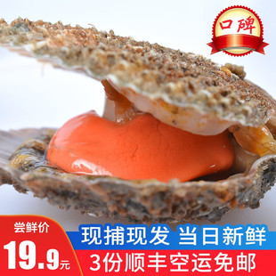 �O����~ ��3����S ȥ�]�����u�r����t��ؐ 500g 12-16ֻ