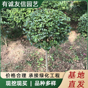 ���UС�~Ůؑ��@�ֹ��̾G���^�p���͘��ļ����ྫƷ��С�~Ůؑ��