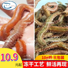 冻干沙蚕活沙蚕干海蚯蚓海蚂蟥海蜈蚣海钓鱼饵包邮矶钓饵
