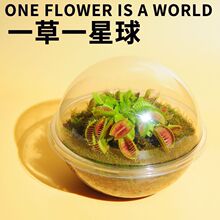 微景观瓶神秘星球情绪植物捕蝇草学生版桌面礼品微观食虫植物代发