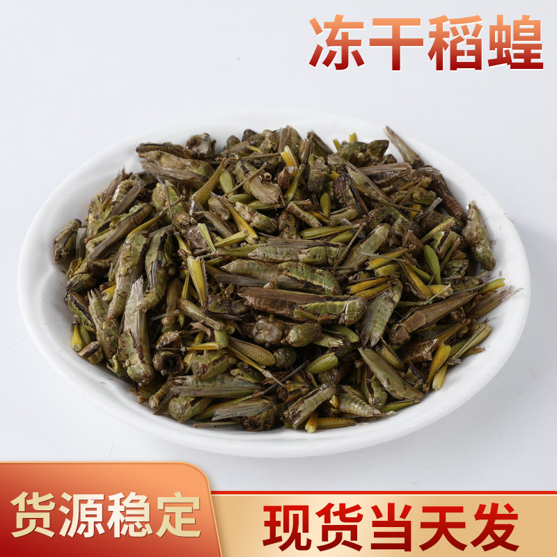 蚂蚱干烘干蚂蚱野生蚂蚱干中药蚂蚱蝗虫干蚱蜢干鸟食稻蝗