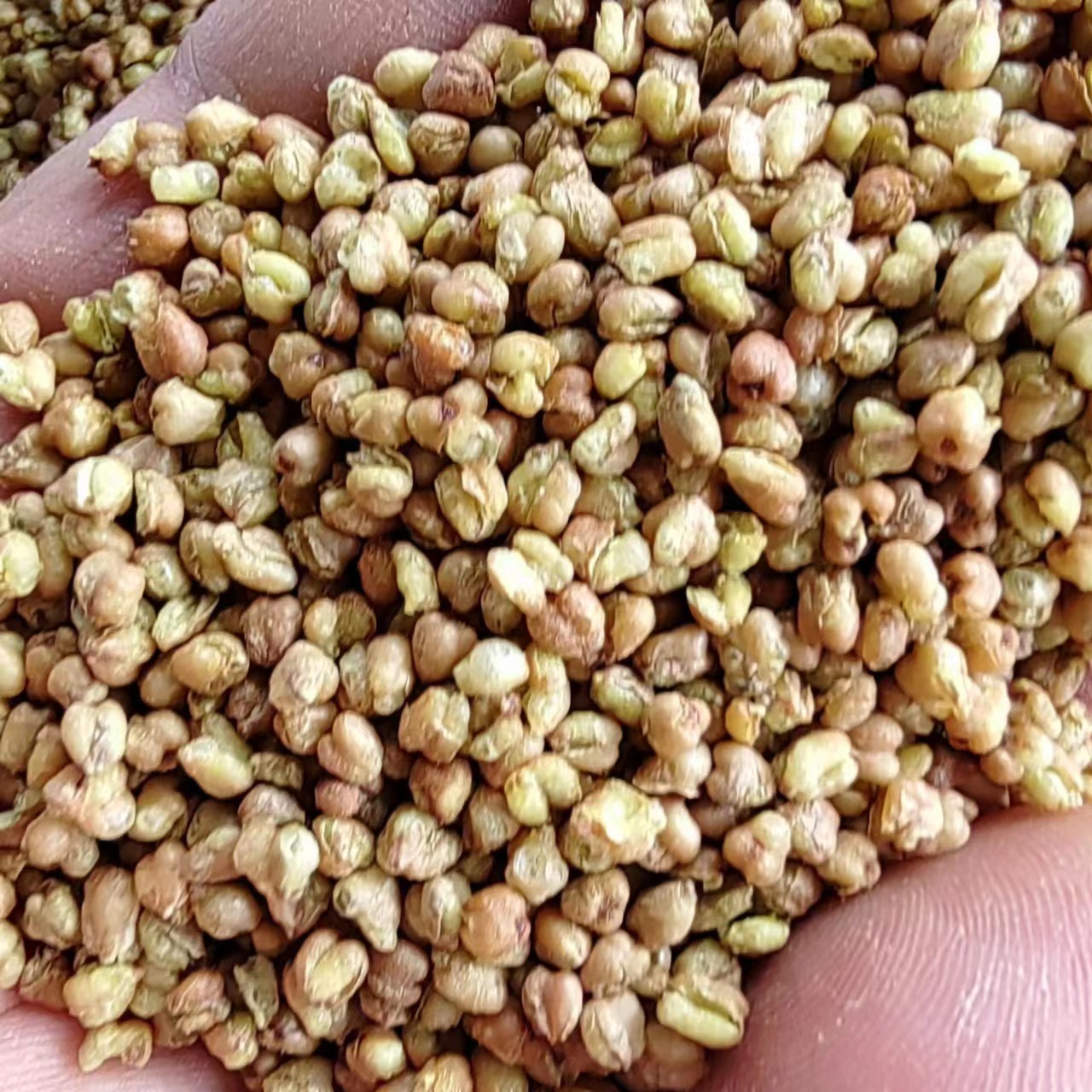 Ku Qiao Mai (Fagopyrum tataricum) — Dried Tartary Buckwheat Grain, Food Herb for Tea & Porridge key features
