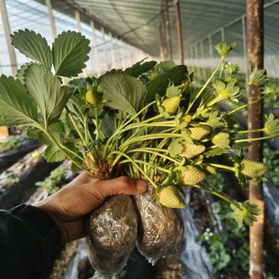 ��ݮ�硾�����l؛�������ݮ�҃��̨�Nֲ����Y���������ͼt�