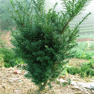 Base Wholesale Mandia Yew Saplings House Courtyard Garden Green Plants Taxus Seedlings Evergreen and Cold-Resistant All Year Round