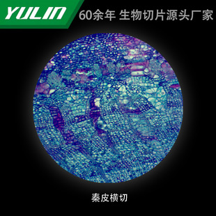 Qinpi Cross-cut University Medical School Use Tissue Disease Marble Wax Slide Specimen Microscope