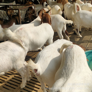 ���ݲ���ɽ�����̃r�� ��ĸ�򲨠�ɽ��ăr�� ���^ɽ��ò����B