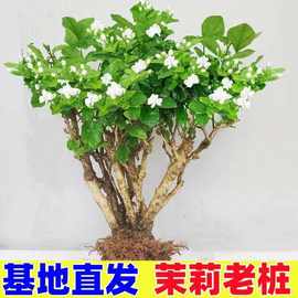 【老桩茉莉】重瓣浓香型茉莉花苗茉莉花大棵特大号开花可泡卉