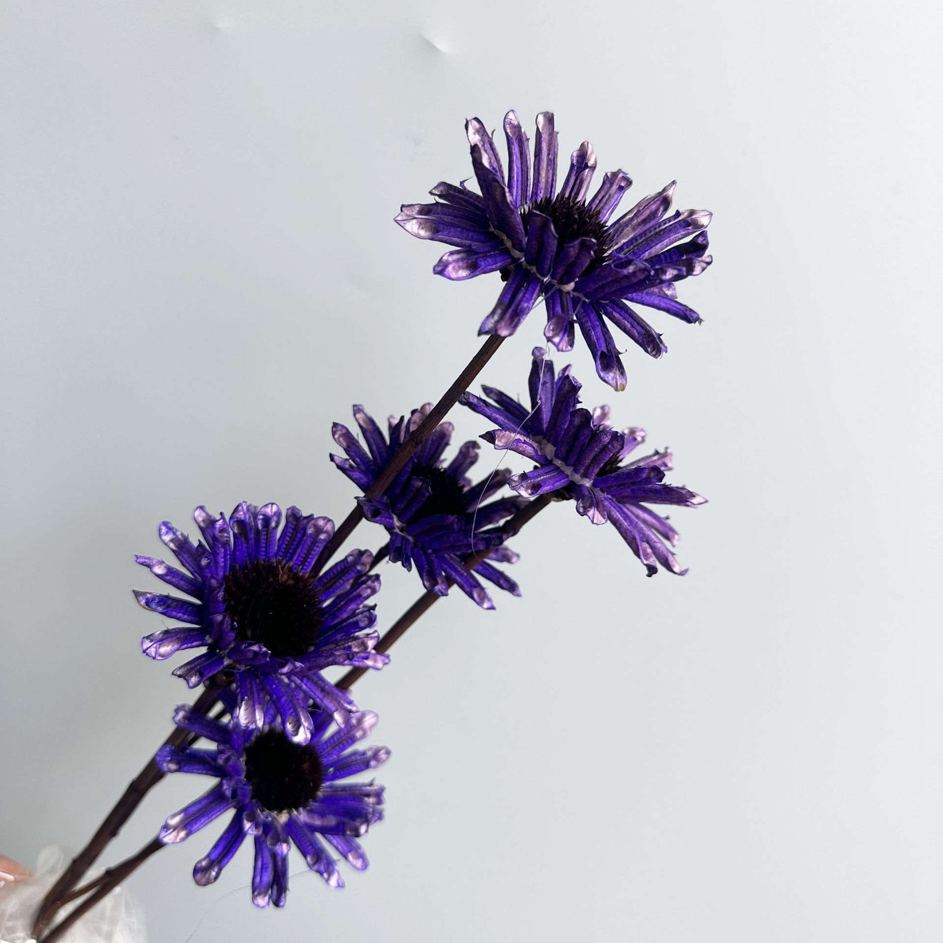 보라색 가지 5개 묶음