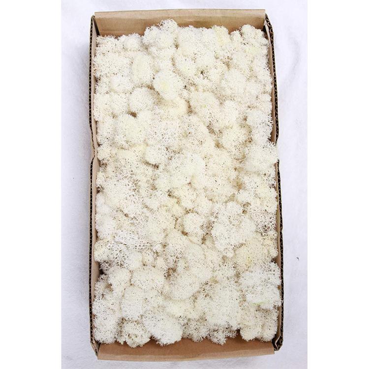 Musgo eterno ciervo musgo planta pared paisaje musgo ventana interior decoración micro paisaje eterna flor musgo