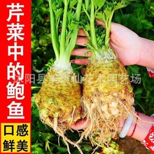 火参果种子火星果海参果非洲蜜瓜种子刺角瓜种籽四季蔬菜水果种孑