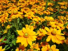 ľշNӻ׷NֲĻѽSɫСջN̨