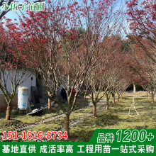 苗圃基地现发红枫树 精品庭院造型树苗园林绿化工程苗木红枫树