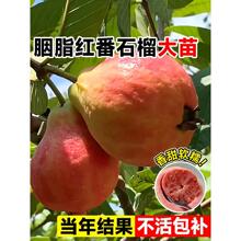 ��֬�t��ʯ������V�|���ؼt��ʯ�Ř�����t���ϱ����N�ļ���ȫ