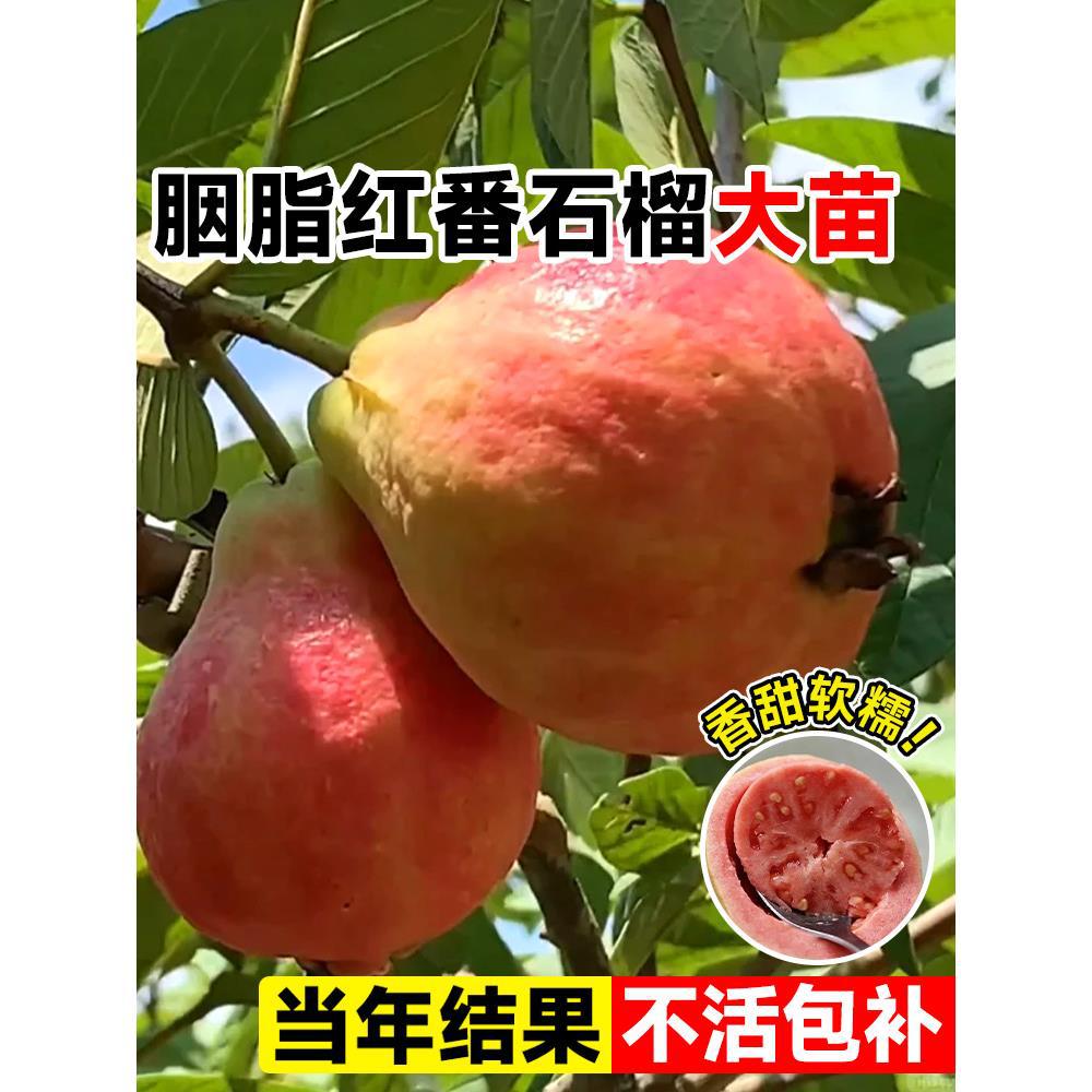 胭脂红番石榴树果苗广东本地红宝石芭乐树苗红心南北方种四季大全