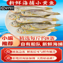 十里馋小黄花鱼新鲜冷冻5斤烧烤小黄鱼生鲜水产活海鱼海鲜整箱商